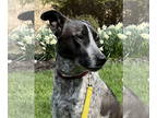 Canaan Dog DOG FOR ADOPTION RGADN-1383443 - Izzy - Canaan Dog Dog For Adoption