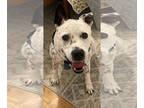 Labrador Retriever Mix DOG FOR ADOPTION RGADN-1383447 - Rosie - Labrador