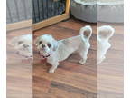 Shih Tzu DOG FOR ADOPTION RGADN-1383448 - Nonni - Shih Tzu Dog For Adoption