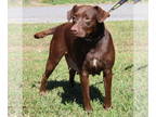 Labrador Retriever Mix DOG FOR ADOPTION RGADN-1383449 - Muffy 40488 - Labrador