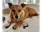 Chiweenie DOG FOR ADOPTION RGADN-1383452 - Maggie - Bonded With Coco - So Ca -