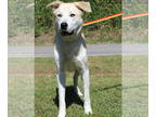 Great Pyrenees-Huskies Mix DOG FOR ADOPTION RGADN-1383453 - Blue (Boo Boo) 40554