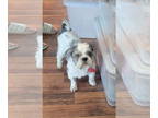 Shih Tzu DOG FOR ADOPTION RGADN-1383454 - Wicket - Shih Tzu Dog For Adoption