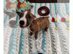 Boxer Mix DOG FOR ADOPTION RGADN-1383495 - Lily - Boxer / Mixed Dog For Adoption