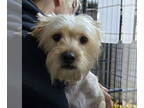 Lhasa Apso Mix DOG FOR ADOPTION RGADN-1383513 - NW- Viper - Lhasa Apso / Terrier