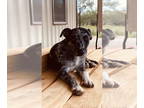Catahoula Leopard Dog Mix DOG FOR ADOPTION RGADN-1383514 - Grady SC - Catahoula