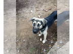 German Shepherd Dog DOG FOR ADOPTION RGADN-1383515 - Blue SC - German Shepherd
