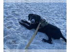 Boxer Mix DOG FOR ADOPTION RGADN-1383518 - E for : Eli - Poodle (unknown type) /