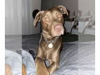 Mastador DOG FOR ADOPTION RGADN-1383523 - Romeo aka Kupfer - Labrador Retriever