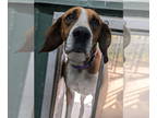 Beagle-Coonhound Mix DOG FOR ADOPTION RGADN-1383530 - Uso - Coonhound / Beagle /