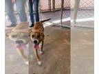 Boxer Mix DOG FOR ADOPTION RGADN-1383532 - Sophie - Boxer / Terrier / Mixed Dog