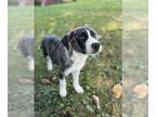 Great Pyrenees Mix DOG FOR ADOPTION RGADN-1383533 - Ivy - Great Pyrenees / Cane
