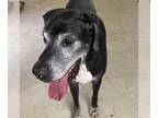 Great Dane DOG FOR ADOPTION RGADN-1383534 - Carl - Medical - Adopted!
