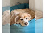 Cocker Spaniel-Retriever Mix DOG FOR ADOPTION RGADN-1383539 - Madison - Cocker