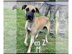 Black Mouth Cur-Great Dane Mix DOG FOR ADOPTION RGADN-1383549 - Harley - Great