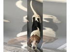Beagle Mix DOG FOR ADOPTION RGADN-1383560 - DA 13 Arnold - Beagle / Hound /