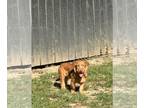 Golden Labrador DOG FOR ADOPTION RGADN-1383561 - Shorty (Benefactor Puppy) -