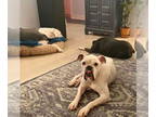 Boxer Mix DOG FOR ADOPTION RGADN-1383563 - Payton - Boxer / Mixed (short coat)