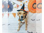 Greyhound Mix DOG FOR ADOPTION RGADN-1383565 - COURTESY POST: Ace - Greyhound /