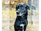Labrador Retriever DOG FOR ADOPTION RGADN-1383568 - Caiman - Labrador Retriever