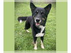 German Shepherd Dog Mix DOG FOR ADOPTION RGADN-1383575 - LEROY - German Shepherd