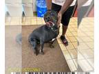 Rottweiler DOG FOR ADOPTION RGADN-1383576 - KOBY - Rottweiler (medium coat) Dog