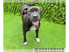 Labrador Retriever Mix DOG FOR ADOPTION RGADN-1383577 - ALICE - Labrador