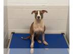 Harrier Mix DOG FOR ADOPTION RGADN-1383578 - NABISCO - Harrier / Mixed (medium