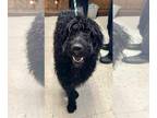 Labradoodle DOG FOR ADOPTION RGADN-1383580 - Paco - Poodle (Standard) / Labrador