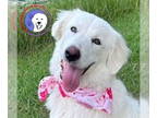 Great Pyrenees DOG FOR ADOPTION RGADN-1383585 - Marley - Great Pyrenees (long