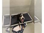 Australian Shepherd Mix DOG FOR ADOPTION RGADN-1383600 - AJAX - Australian