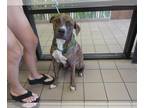 Boxer DOG FOR ADOPTION RGADN-1383616 - MAJOR - Boxer (medium coat) Dog For