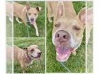 American Pit Bull Terrier-Great Dane Mix DOG FOR ADOPTION RGADN-1383619 - PIPER