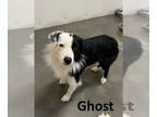 Border-Aussie DOG FOR ADOPTION RGADN-1383645 - Ghost - Border Collie /