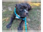 Bullypit DOG FOR ADOPTION RGADN-1383646 - JERMAINE - American Pit Bull Terrier /
