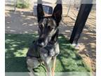 German Shepherd Dog DOG FOR ADOPTION RGADN-1383665 - ERIK - German Shepherd Dog