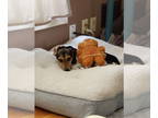 Dachshund DOG FOR ADOPTION RGADN-1383673 - Shiloh - Dachshund / Beagle (short