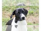 Pointer Mix DOG FOR ADOPTION RGADN-1383678 - Minnie Mae - Pointer / Mixed Dog