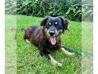Dachshund Mix DOG FOR ADOPTION RGADN-1383685 - Barney - Dachshund / Mixed (long