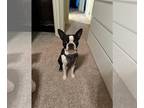 Boston Terrier Mix DOG FOR ADOPTION RGADN-1383687 - Buddy - Boston Terrier /