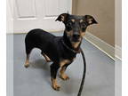 Doxie-Pin DOG FOR ADOPTION RGADN-1383692 - Nina - Dachshund / Miniature Pinscher