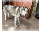 Mix DOG FOR ADOPTION RGADN-1383696 - TROY - Husky (medium coat) Dog For