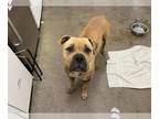 American Bandogge mastiff DOG FOR ADOPTION RGADN-1383698 - PRALINE - Pit Bull