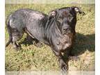 Basset Hound-Labrador Retriever Mix DOG FOR ADOPTION RGADN-1383702 - CASH -