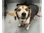 Beagle DOG FOR ADOPTION RGADN-1383703 - JAKE - Beagle (medium coat) Dog For