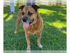 Boxer-German Shepherd Dog Mix DOG FOR ADOPTION RGADN-1383707 - MAE MAE - German