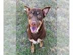 Australian Kelpie Mix DOG FOR ADOPTION RGADN-1383708 - PIERCE POCKET -
