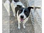 Bluetick Coonhound Mix DOG FOR ADOPTION RGADN-1383711 - DANI - Bluetick