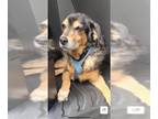 English Shepherd Mix DOG FOR ADOPTION RGADN-1383716 - CHARLIE - English Shepherd