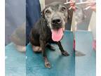 Labrador Retriever DOG FOR ADOPTION RGADN-1383720 - SALLY - Labrador Retriever